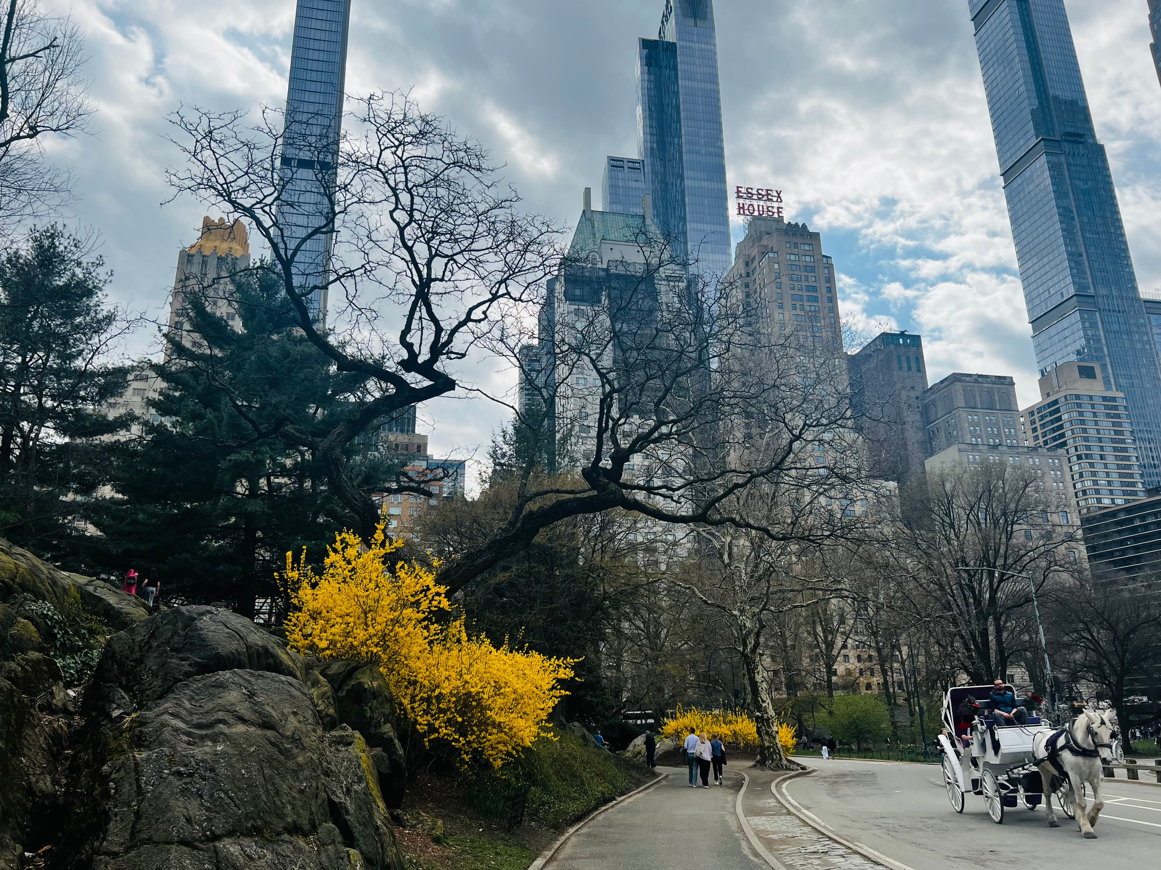 A bare twisted tree and blazing yellow forsythia in Central Park, midtown towers behind, a white horse carriage on the road