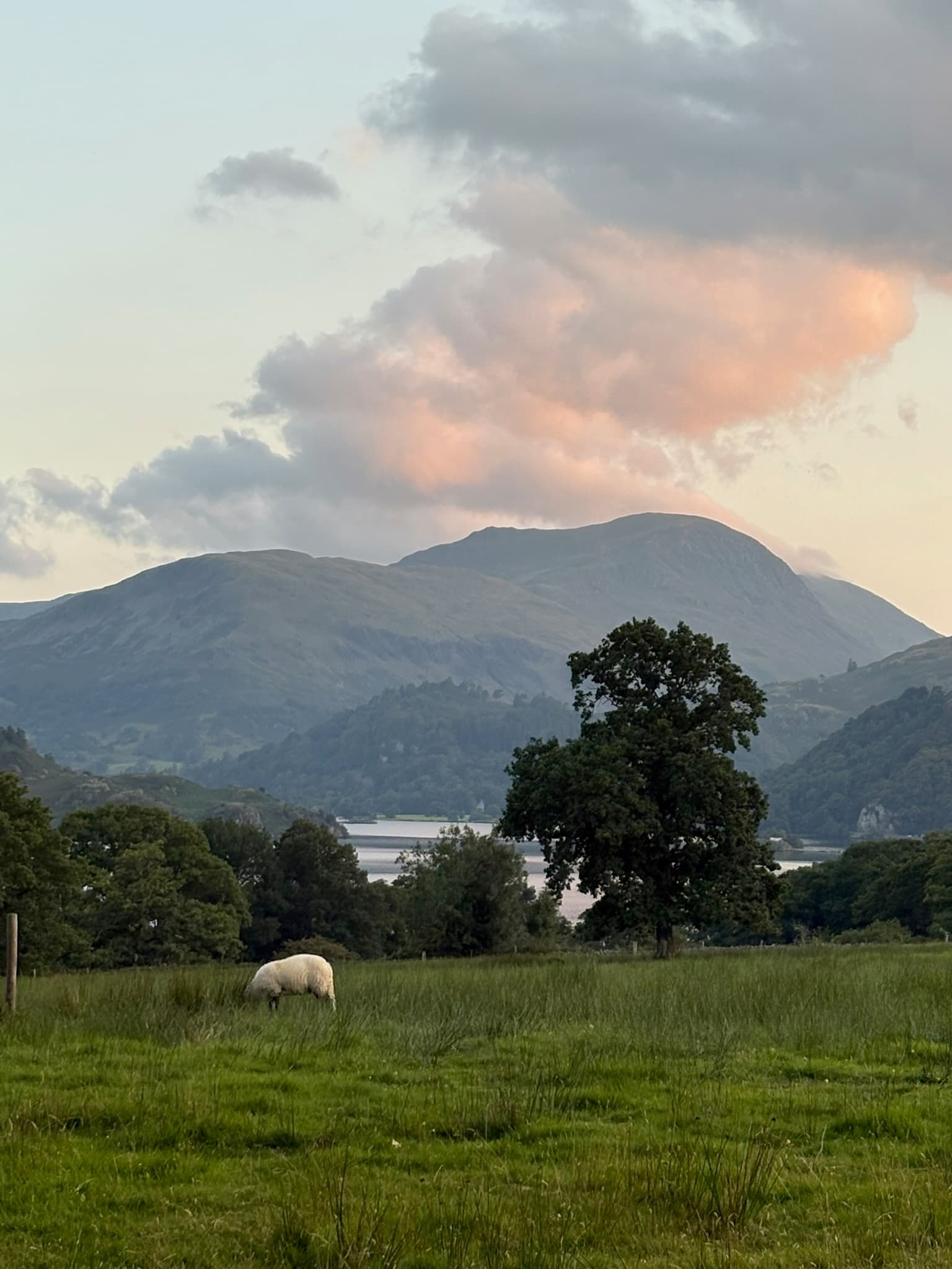 A sheep grazing in a rough field above a lake, fells beyond and a long pink-lit cloud over the summit